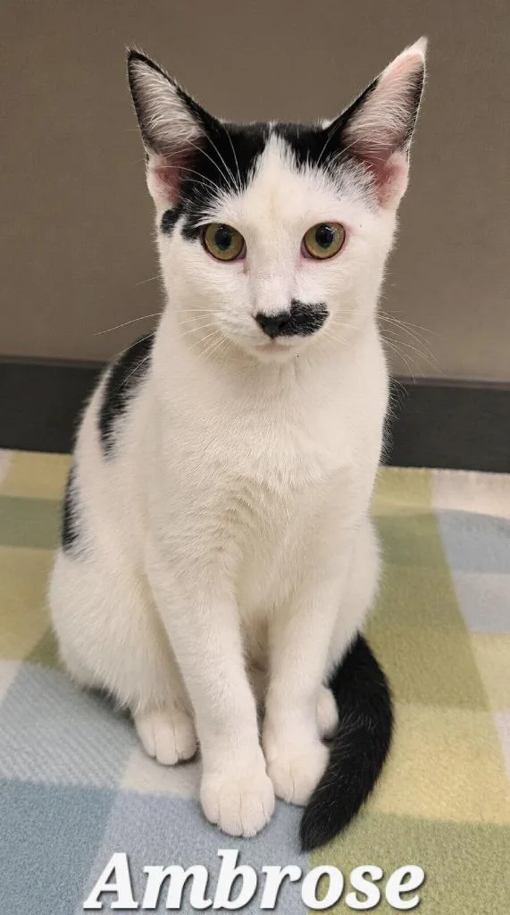 A baby large-sized male Domestic Short Hair cat named Ambrose for adoption in Sidney, OH