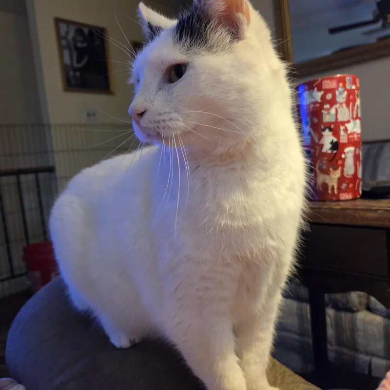 Snowball thumbnail 2