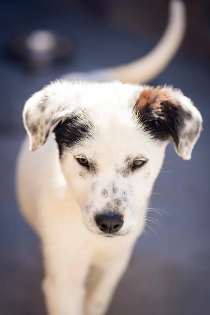 Caramela Eclair thumbnail 3