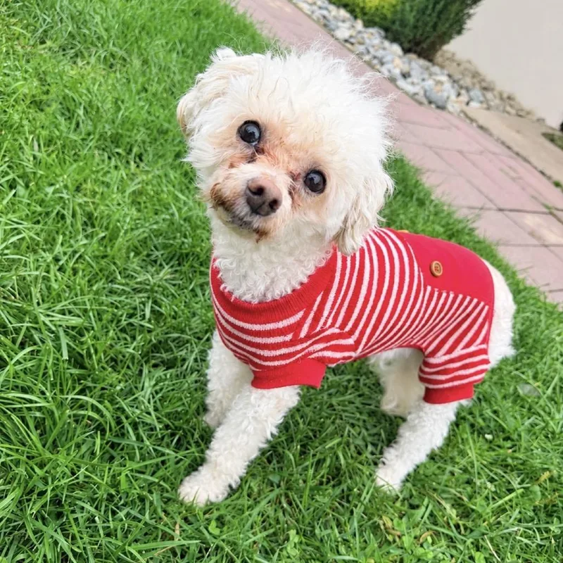 A senior small-sized male Maltese dog named Cashmere for adoption in Newark, NJ