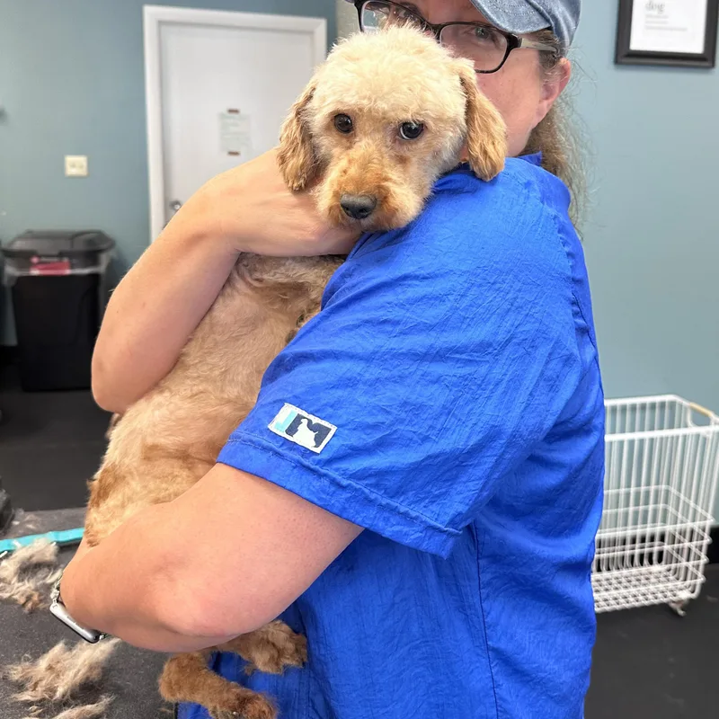 An adult medium-sized female Goldendoodle dog named Joy for adoption in Danville, VT