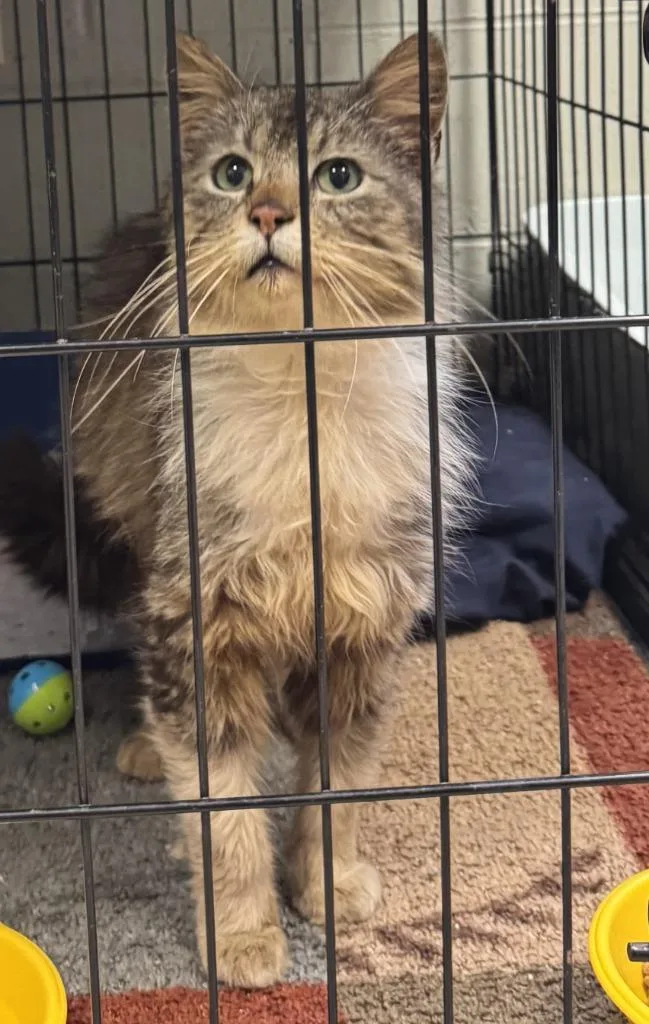 A senior small-sized male Domestic Long Hair cat named Boots for adoption in Saint Clairsville, OH