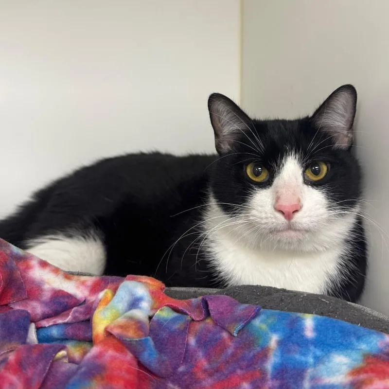A young large-sized male Black Domestic Short Hair cat named Zuko for adoption in West Palm Beach, FL
