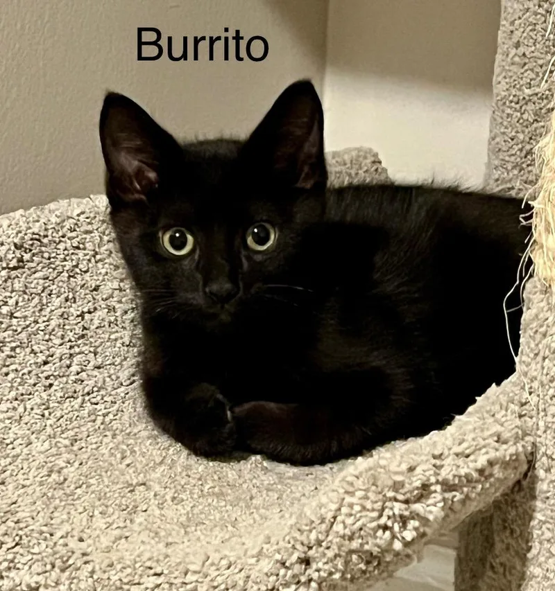 Burrito