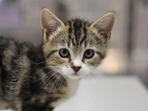 A baby small-sized female Domestic Short Hair cat named Rose for adoption in Portland, OR