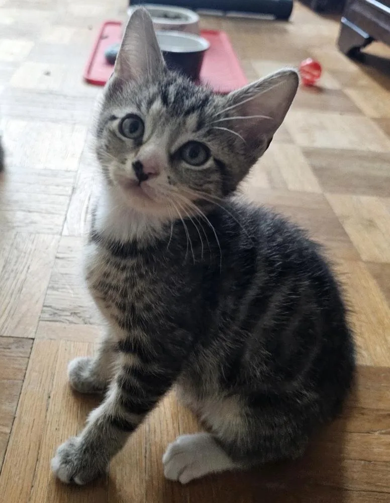 A baby small-sized male Black & White / Tuxedo Domestic Short Hair cat named Flynn for adoption in Hudson, NH