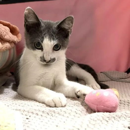 A baby medium-sized female Gray & White Domestic Short Hair cat named Katarina for adoption in Seymour, TN