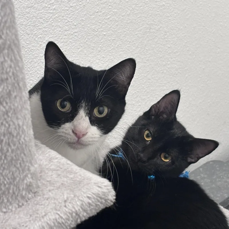 An adult extra large-sized female Black & White / Tuxedo American Shorthair cat named Stormy for adoption in Liverpool, TX