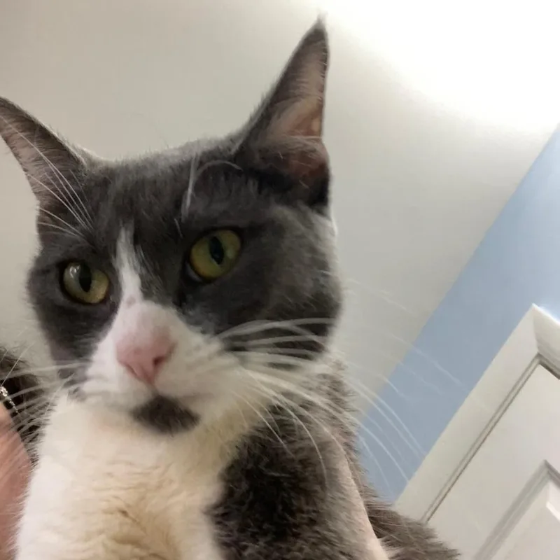 A young medium-sized female Gray / Blue / Silver Domestic Short Hair cat named Mara for adoption in Skokie, IL