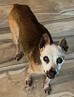 A senior small-sized male Red / Chestnut / Orange Miniature Pinscher dog named Rocky for adoption in Pinellas Park, FL