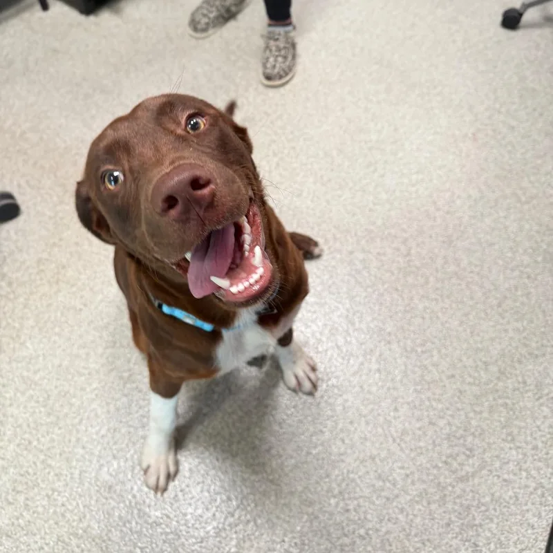 A young medium-sized male Brown / Chocolate Mixed Breed dog named Socks for adoption in Englewood, FL