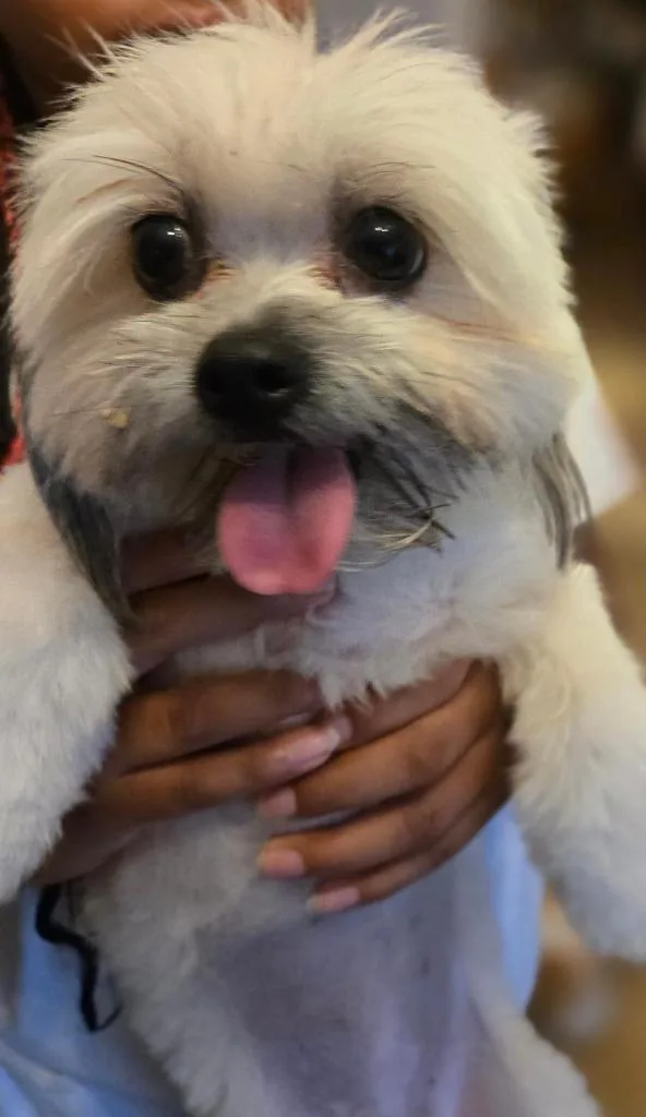Lily Shih Tzu