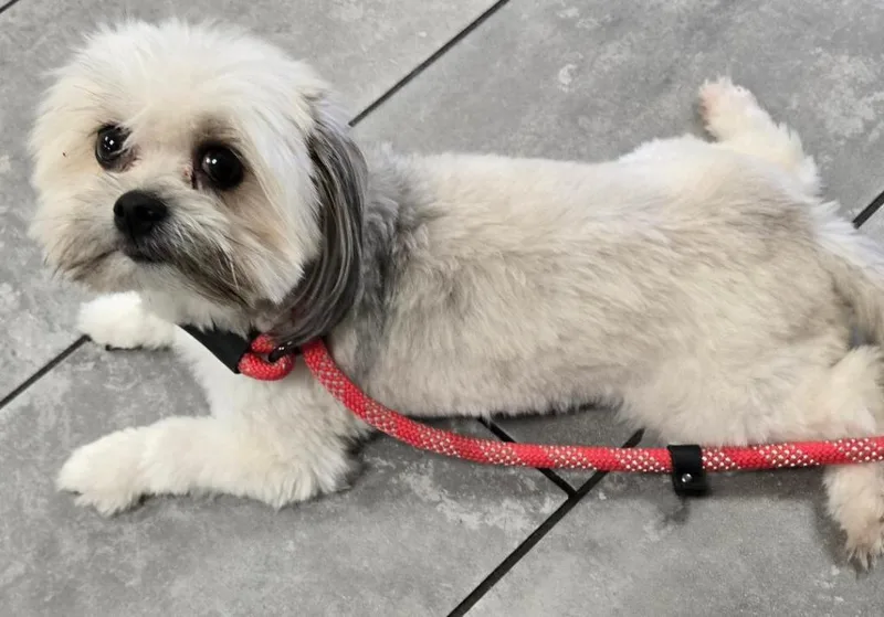 Lily Shih Tzu thumbnail 2