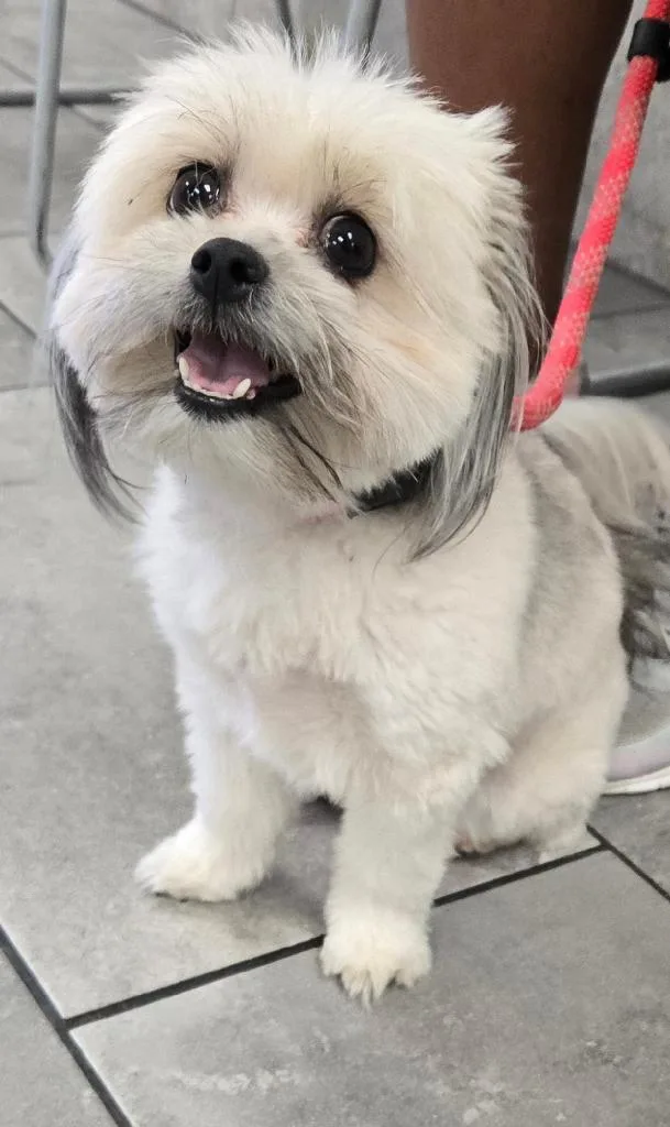 Lily Shih Tzu thumbnail 3