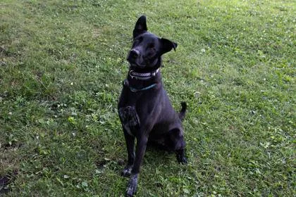 Ruger