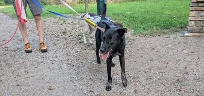 Ruger thumbnail 2