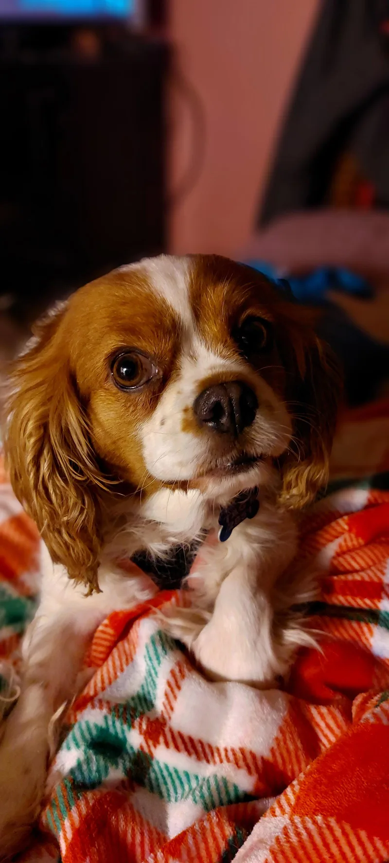 A young small-sized female Cavalier King Charles Spaniel dog named BrynnARR for adoption in Pataskala, OH