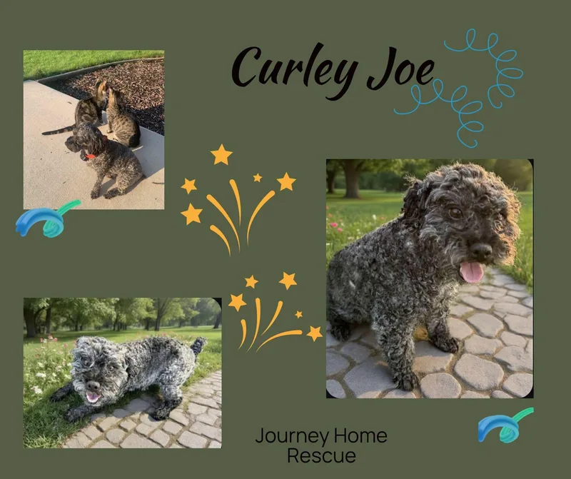 Curley Joe