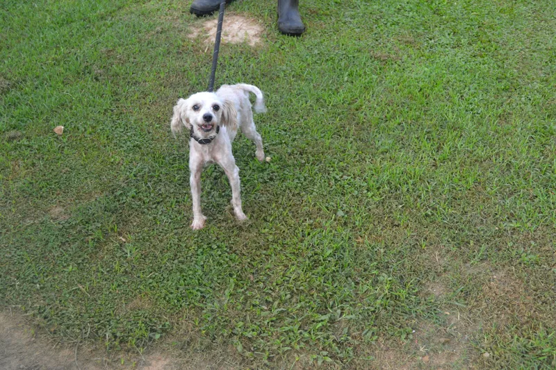 A young small-sized male Yellow / Tan / Blond / Fawn Maltipoo dog named Bosco for adoption in Jackson, LA
