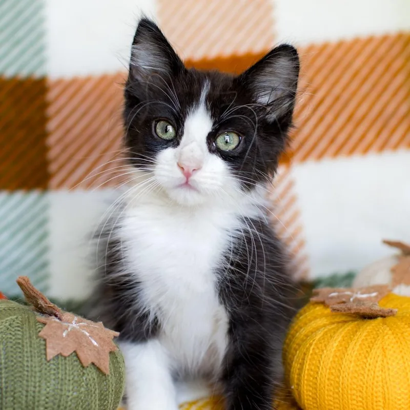 A baby small-sized male Black Domestic Short Hair cat named Bologna for adoption in Parkland, FL