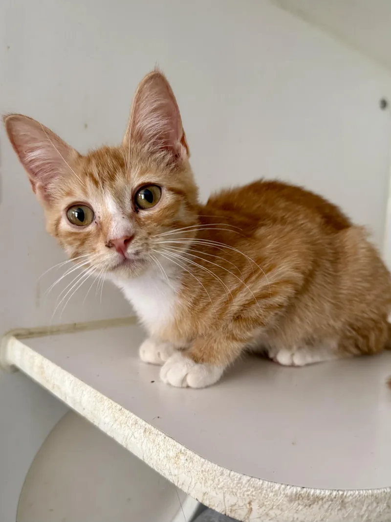 A young medium-sized female Orange & White Domestic Short Hair cat named Buttercup for adoption in Shreveport, LA