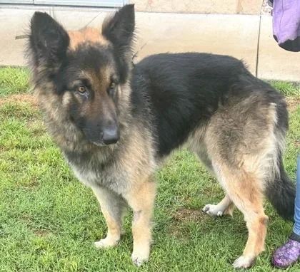 An adult large-sized male Black Mixed Breed dog named Ziggy for adoption in Georgetown, TX