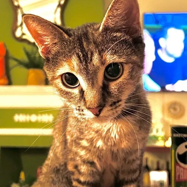 Danaerys thumbnail 3