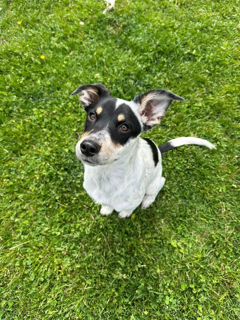 A baby large-sized female Terrier dog named Jessie for adoption in New London, WI