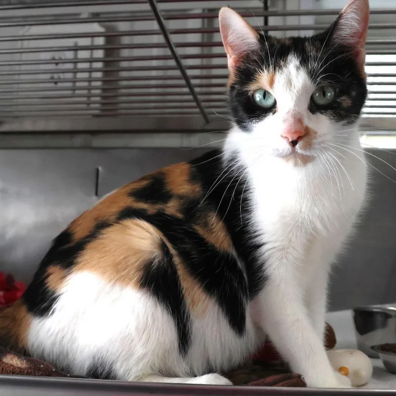 An adult medium-sized female Calico Domestic Short Hair cat named Sheila C for adoption in Princeton, MN