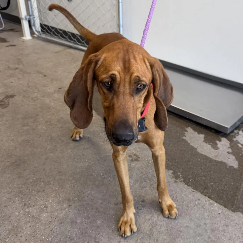 An adult large-sized male Brown / Chocolate Mixed Breed dog named Frisco for adoption in Las Cruces, NM