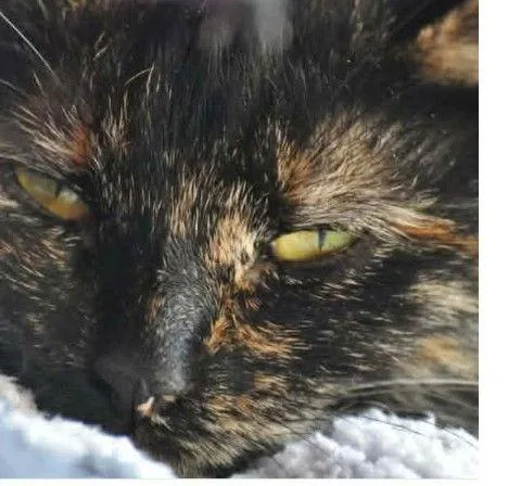 Cream: Visit At Petsmart