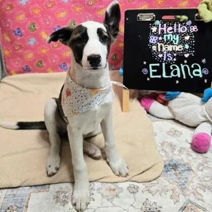 Elana thumbnail 4