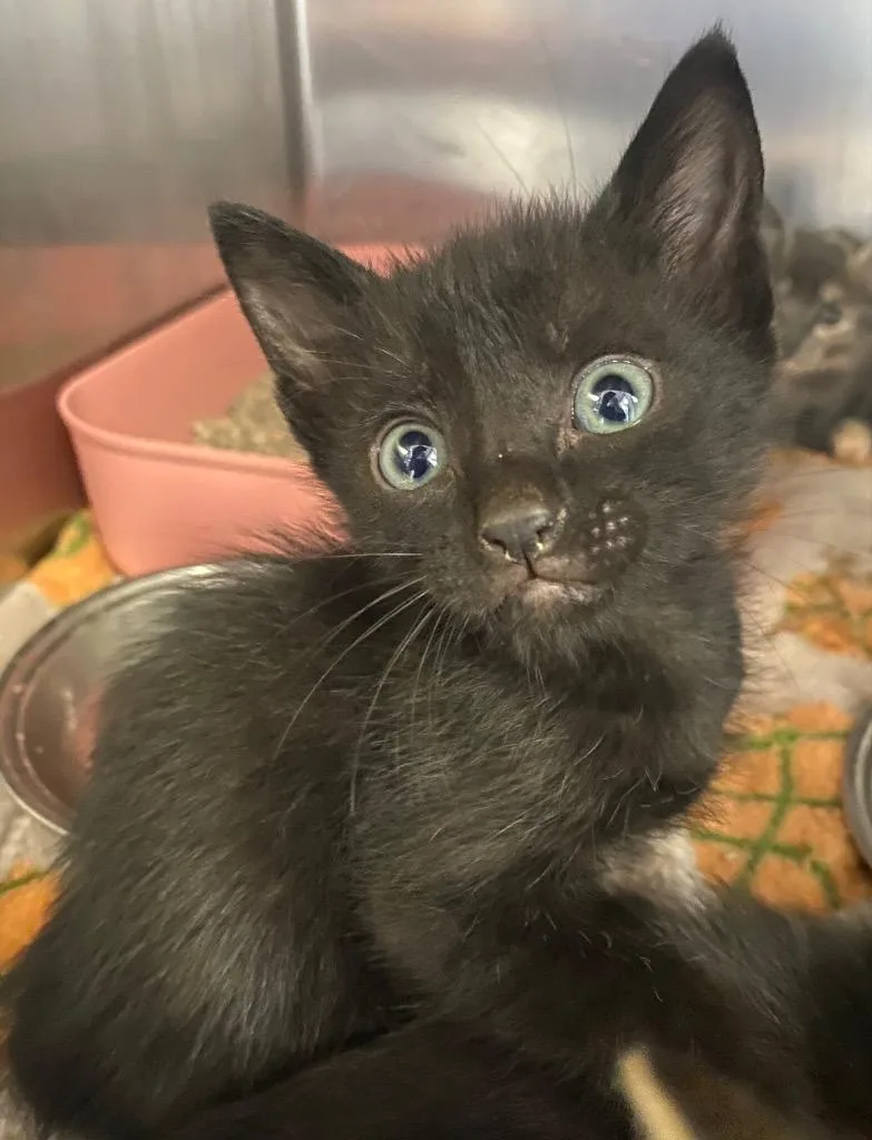 A baby large-sized male Domestic Short Hair cat named Kato for adoption in Lockhart, TX