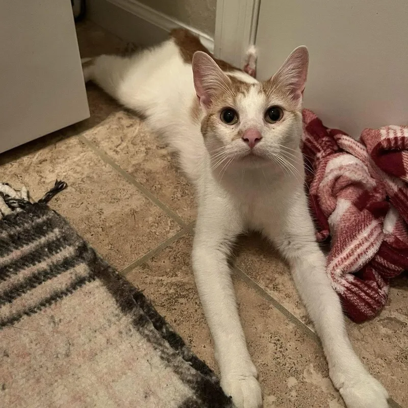 An adult medium-sized female Orange & White American Bobtail cat named Nilah for adoption in jacksonville, FL