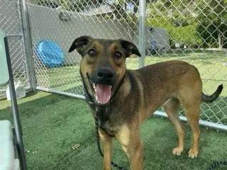 A young large-sized female Doberman Pinscher dog named Maya for adoption in Chatsworth, CA