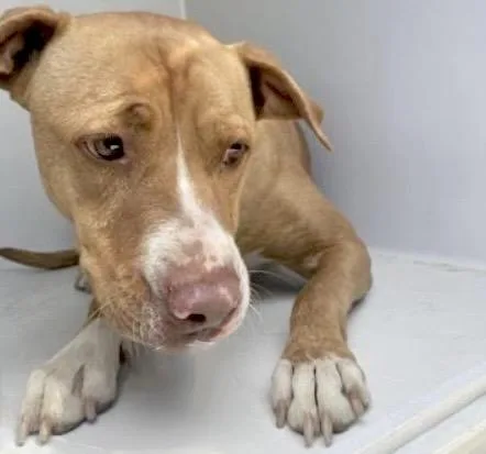 An adult large-sized male Pit Bull Terrier dog named Buck for adoption in Houston, TX