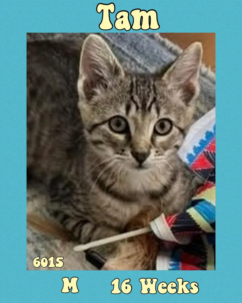A young medium-sized male Tabby (Brown / Chocolate) American Shorthair cat named Tam for adoption in Marvin, NC