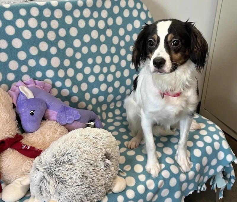 A young medium-sized female Tricolor (Brown, Black, & White) Spaniel dog named Terra for adoption in Cedartown, GA