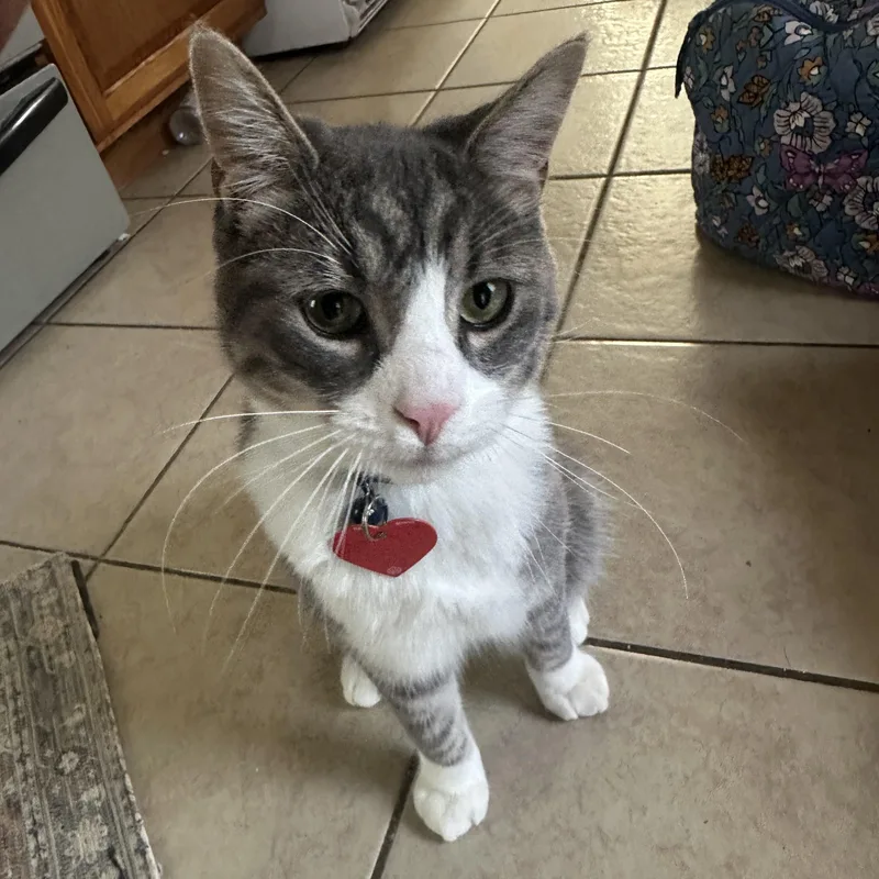 A young medium-sized male Domestic Short Hair cat named Olaf Courtesy Listed for adoption in Midland, MI