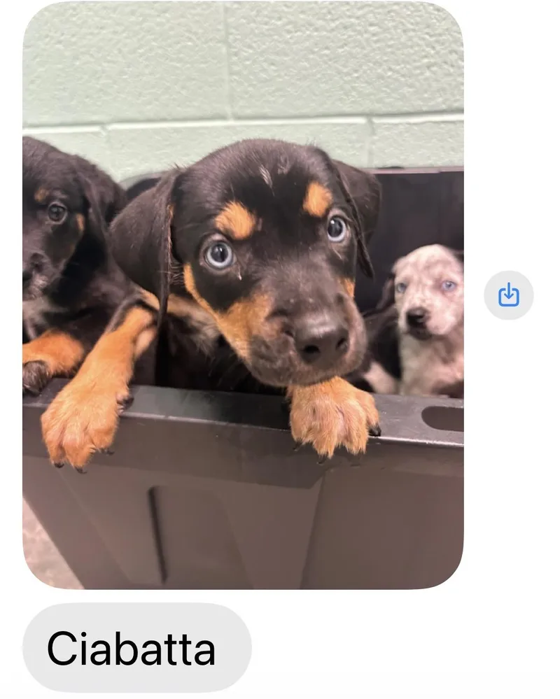 A baby medium-sized female Australian Cattle Dog / Blue Heeler dog named Loaf  Pita  for adoption in seaside heights, NJ