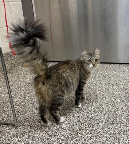 An adult medium-sized female Domestic Short Hair cat named Khloe for adoption in Westland, MI