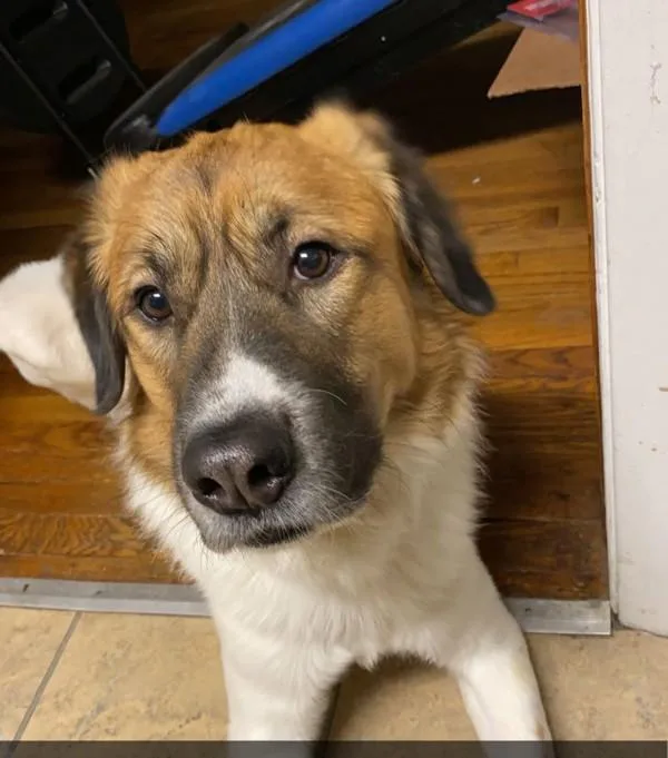 A senior large-sized male Great Pyrenees dog named Vinny for adoption in Des Moines, IA