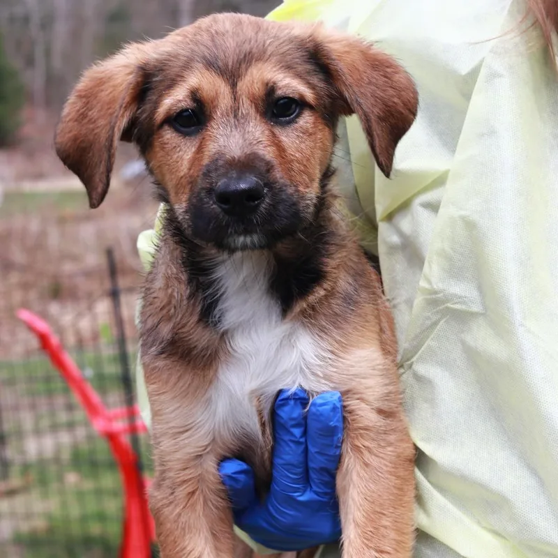 A baby medium-sized male Black Border Collie dog named Ct Tj Maxx for adoption in Stormville, NY