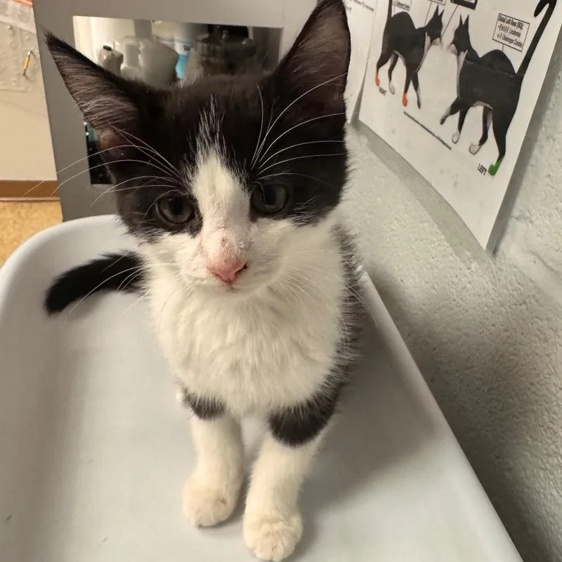 Chocolate thumbnail 2