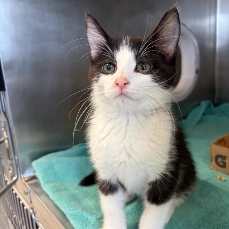 Chocolate thumbnail 3