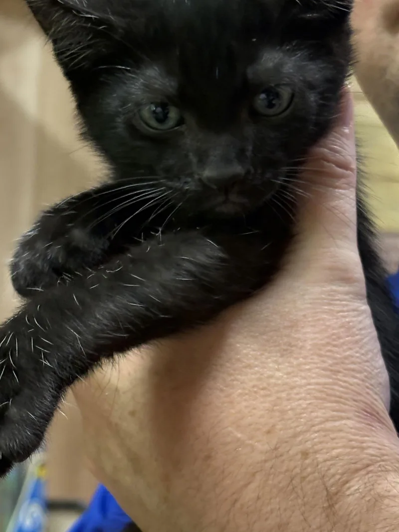 A young medium-sized male Domestic Short Hair cat named Nillson for adoption in Oxford, MS