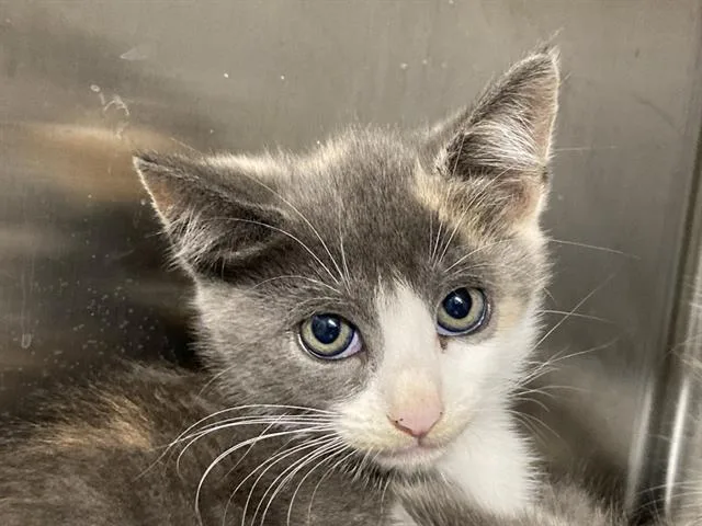 A baby small-sized female Domestic Medium Hair cat named Jesenia for adoption in Tustin, CA