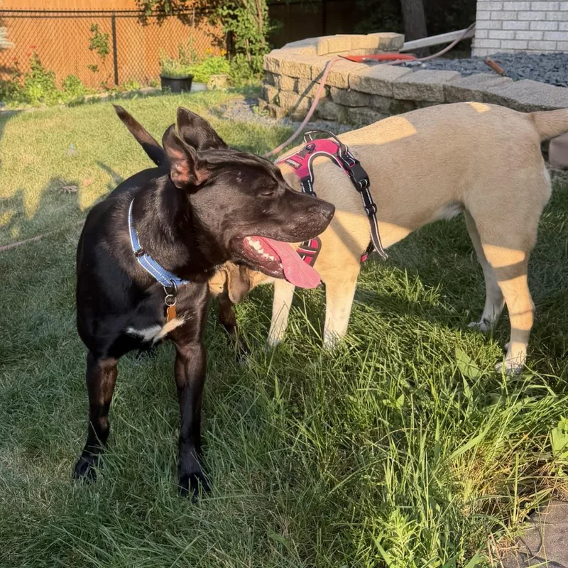 A young medium-sized male Pit Bull Terrier dog named Oscar for adoption in Minneapolis, MN