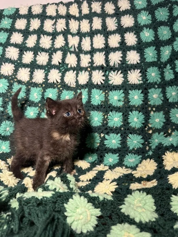 A baby small-sized female Black Domestic Short Hair cat named Cranberry for adoption in Evansville, IN