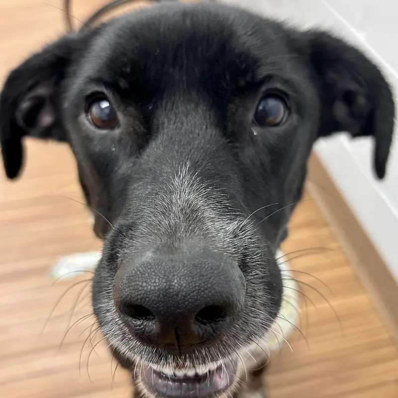 An adult medium-sized female Black Mixed Breed dog named Peaches for adoption in Sarasota, FL